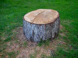 Best Tree Preservation Services  in Newport, TN