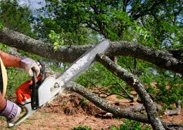 Best Lawn Disease Treatment  in Newport, TN