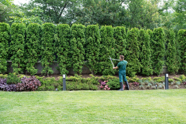 Best Tree Maintenance Programs  in Newport, TN