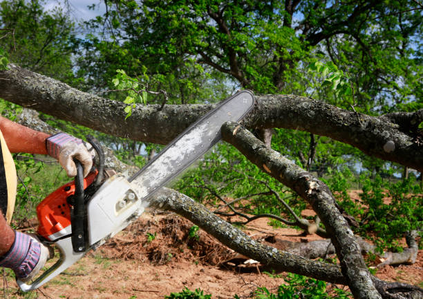 Best Lawn Watering Services  in Newport, TN